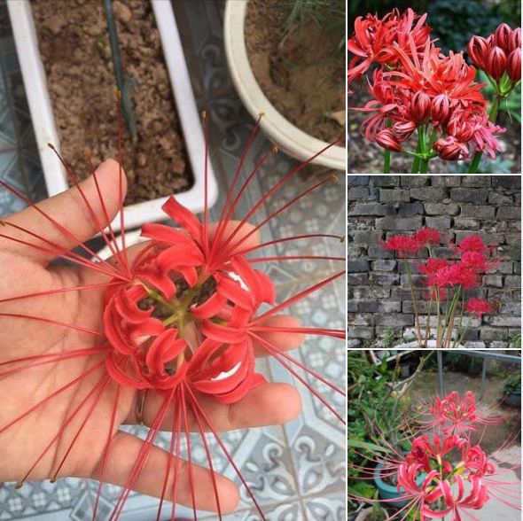 Củ giống hoa bỉ ngạn hoa màu đỏ ( 1 củ )[Seeds]