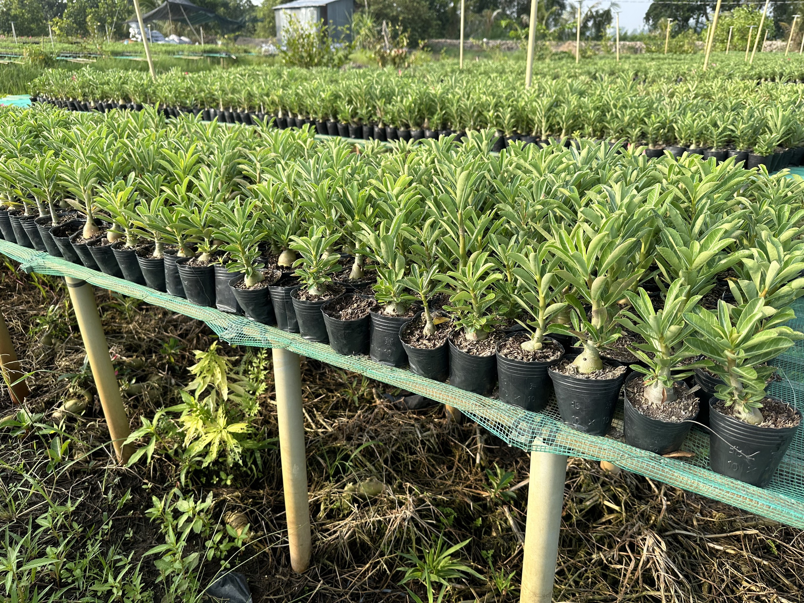 5 Cây sứ Thái gieo hạt hoa xổ số (gửi cây như ảnh 3)