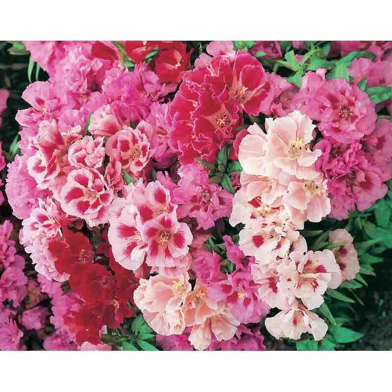 Hạt giống Hoa Hồng Xuân 100 hạt