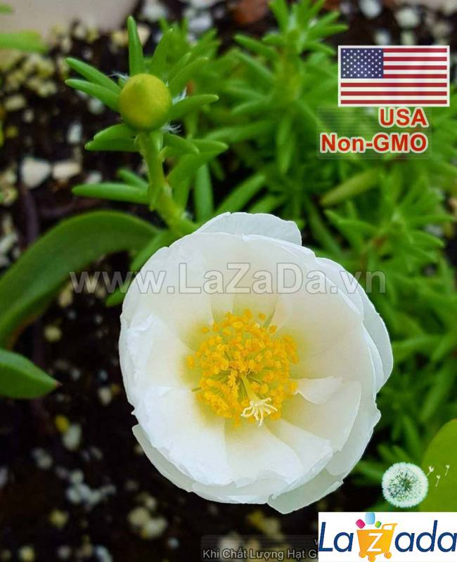 500.HẠT Hạt Giống Hoa Mười Giờ Mỹ Kép Trắng (| -KD: B9*V23)