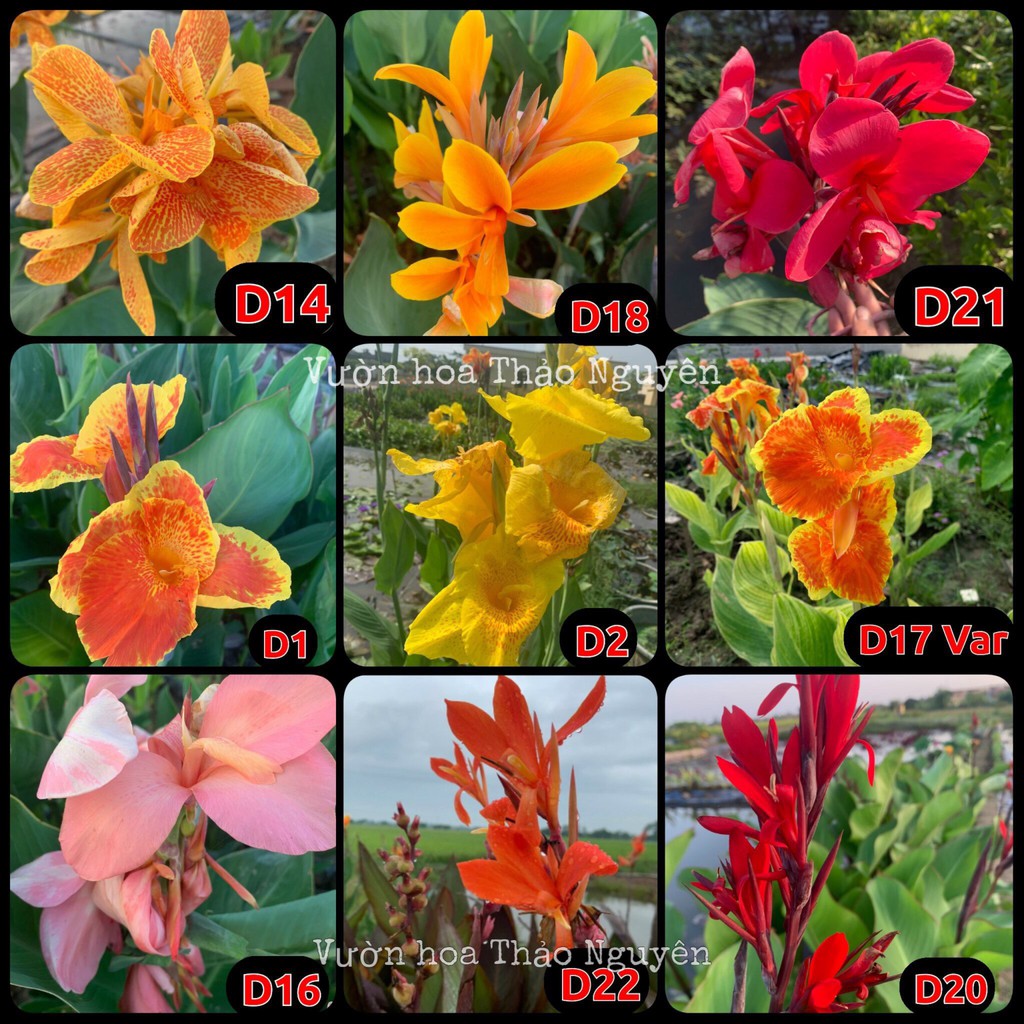(ẢNH THẬT) Củ chuối hoa - dong riềng cảnh 20 màu