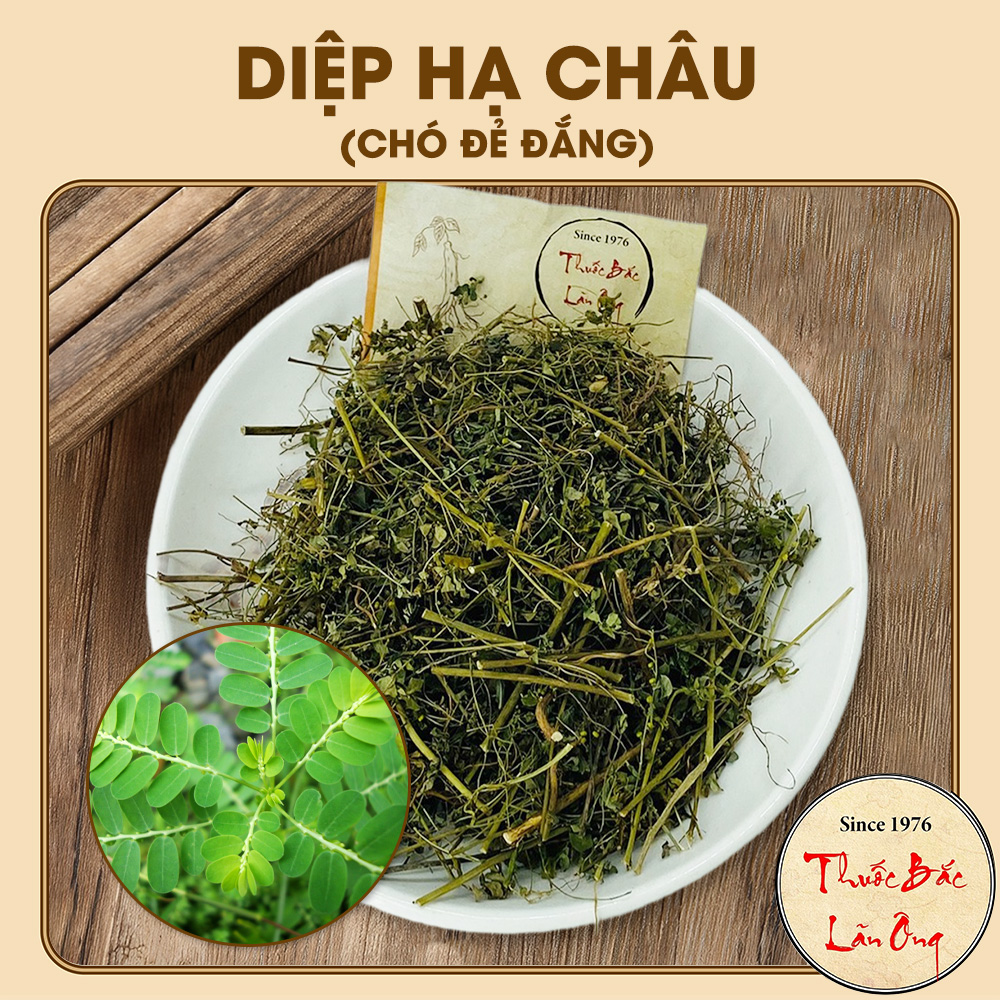 100g Chó Đẻ Đắng (Diệp Hạ Châu)