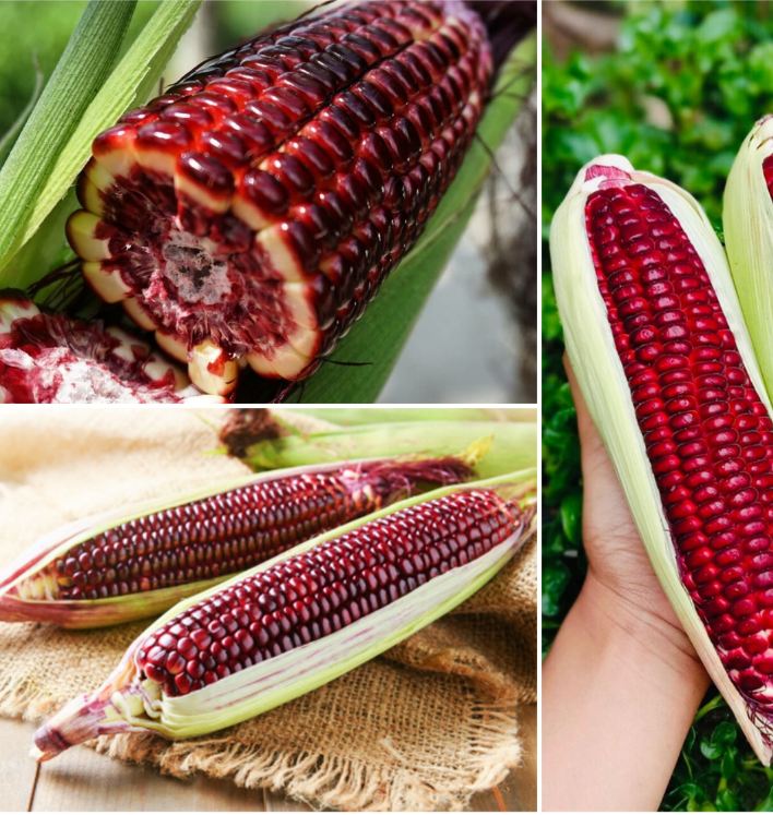 Hạt giống ngô Nữ Hoàng đỏ - gói 5gr