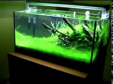 NGƯU MAO CHIÊN THỦY SINH  (1 tất)