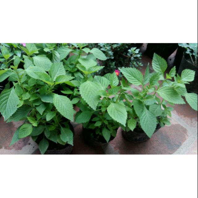 Cây Rau Kinh Giới