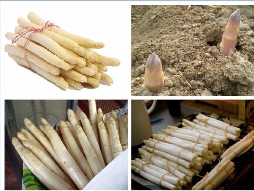 Hạt giống Măng Tây Trắng 20 hạt/gói