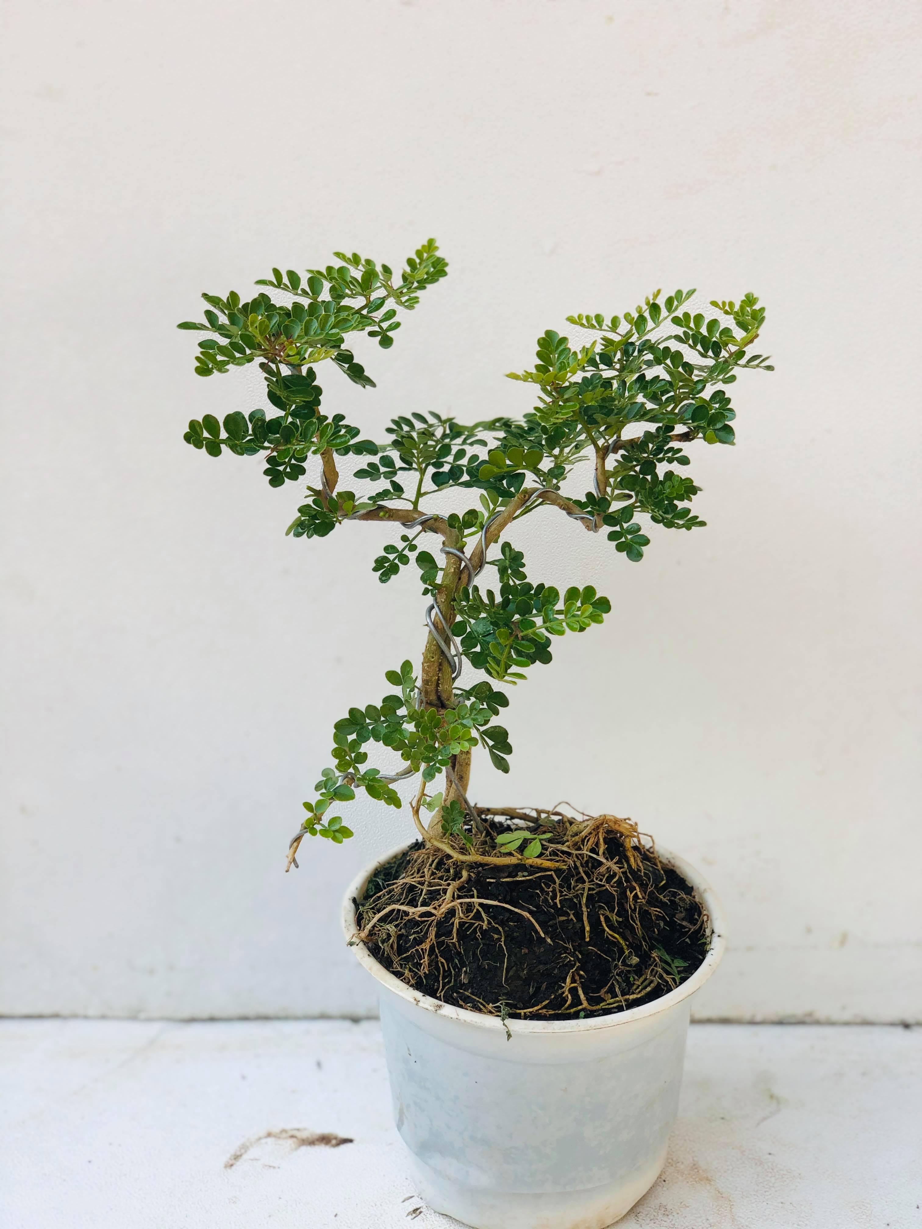 Cây cần thăng bonsai