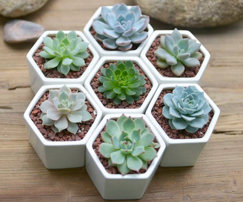 Hạt giống Hoa Sen Đá mix nhiều loại (Gói 20 hạt)