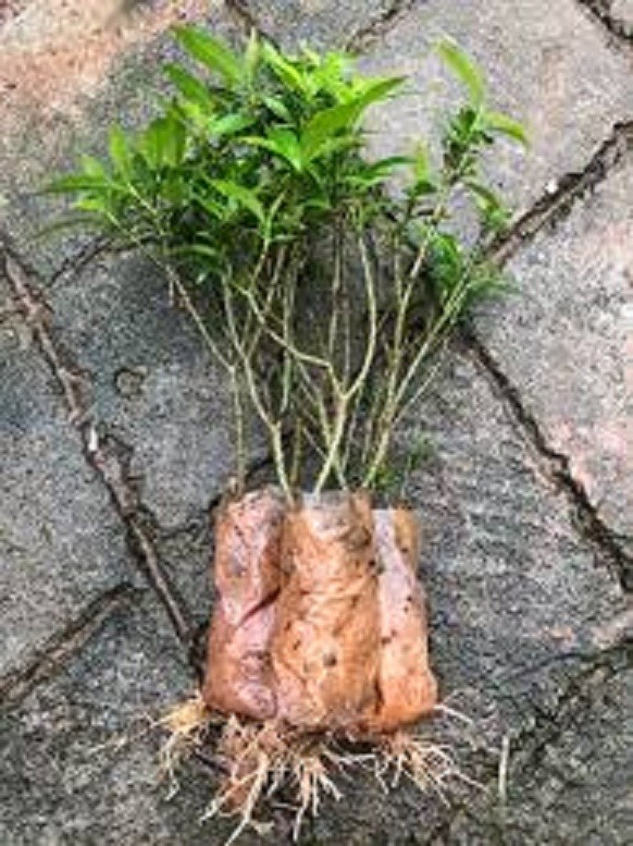 BẦU CÂY GIỐNG MAI VẠN PHÚC( CÂY MAI TIỂU THƯ)