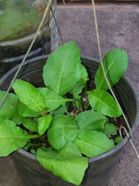 Hạt giống hoa uyển hồng ( Gói 100 hạt)