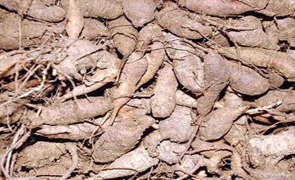 15 hạt giống Sâm Đất