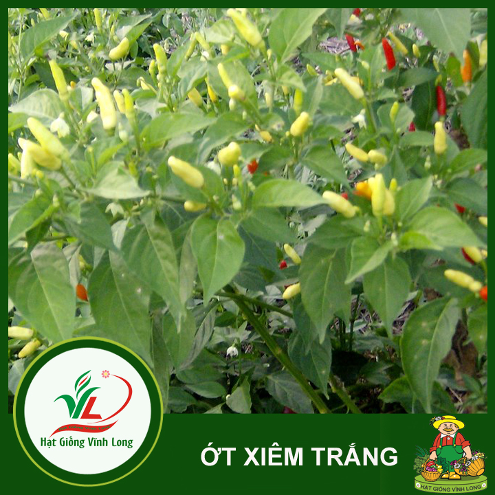 Hạt giống ớt xiêm trái trắng (hạt tự thu) - 15 hạt