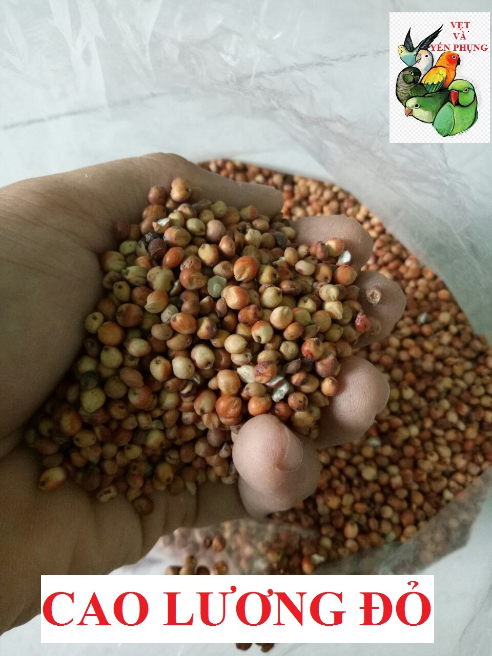HẠT BOBO ĐỎ (CAO LƯƠNG ĐỎ) CHO CHIM CẢNH, VẸT, HAMSTER.