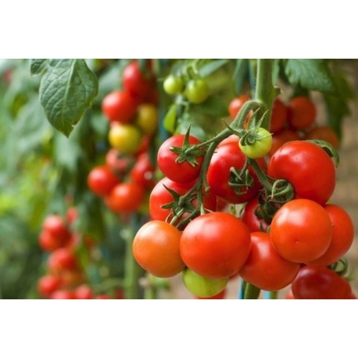 30 Hạt Giống Cà Chua Chuỗi Ngọc