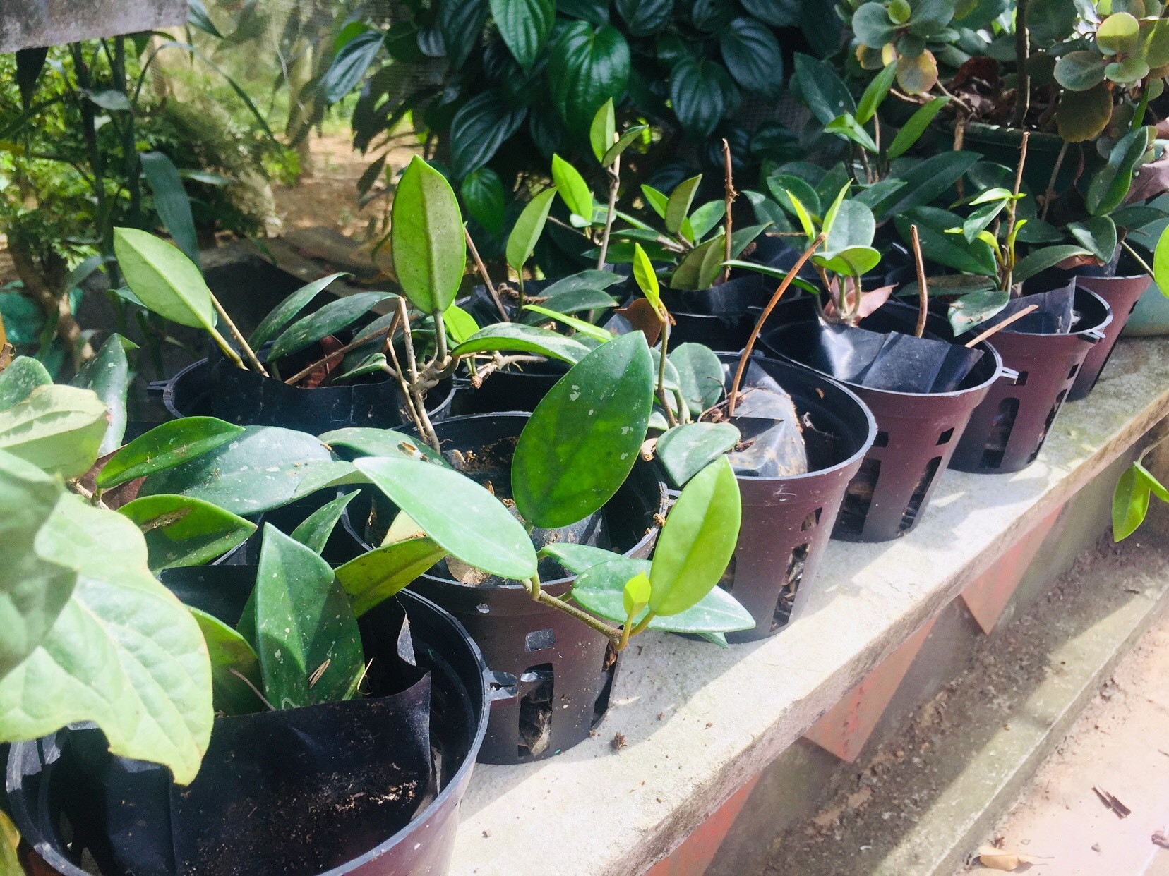 Combo 3 bầu lan cẩm cù rất đep