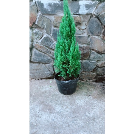 Sơn Tùng Trang Trí Noel Hàng Đẹp