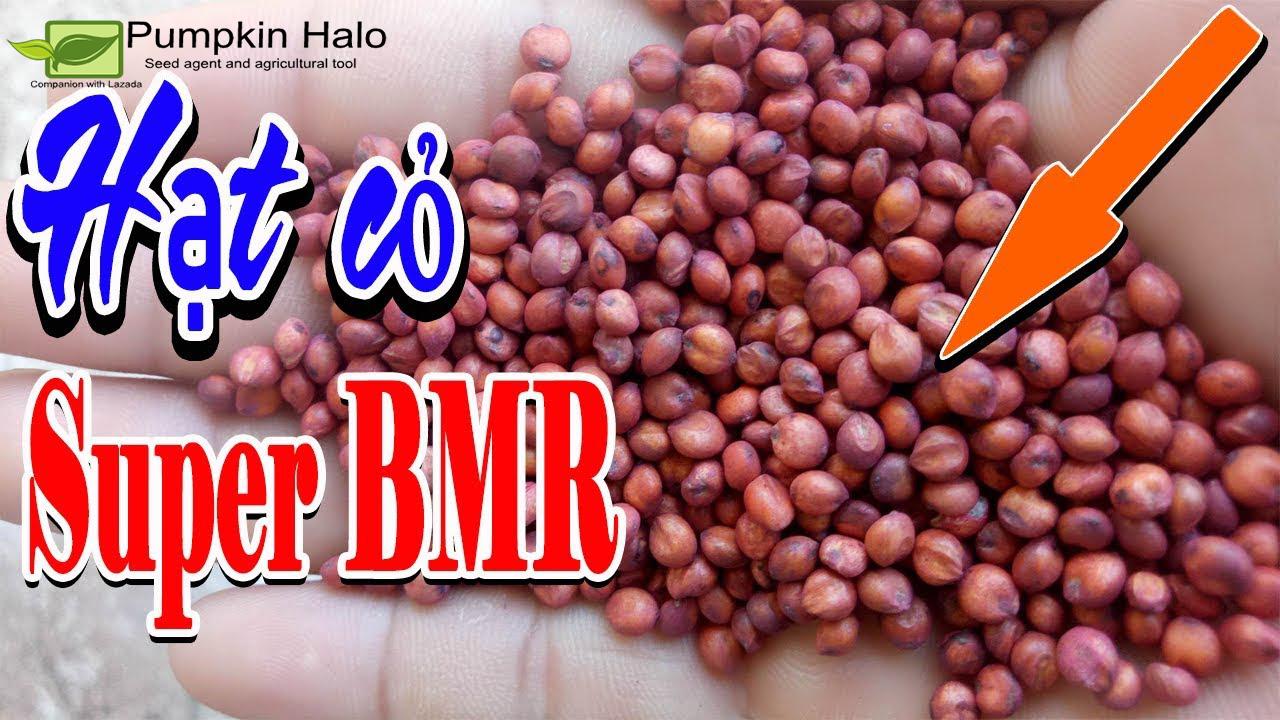 [HCM]HẠT GIỐNG CỎ NHẬP KHẨU _ LAI SUDAN_gói 100gram .