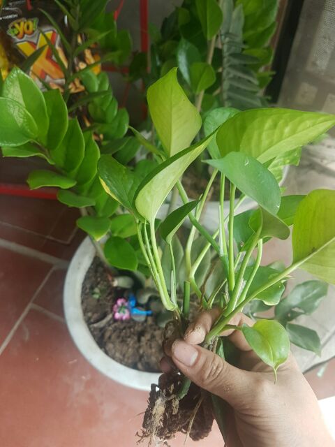 Cây trầu bà xanh giống (vạn niên thanh leo)