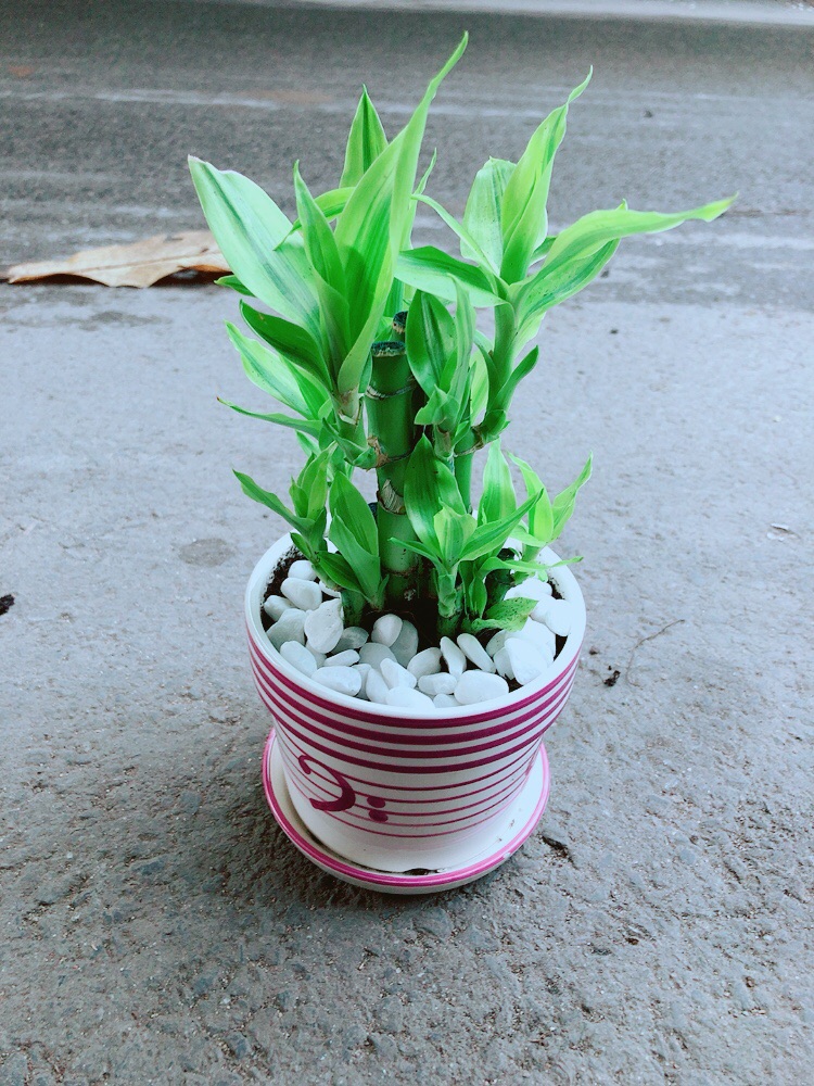 Chậu Cây Trúc Phát Tài