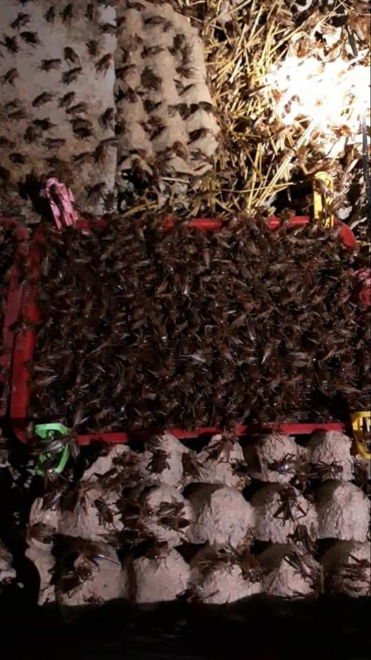 [HCM]Khay trứng dế