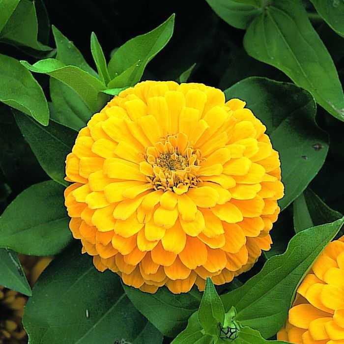 Hạt Giống Hoa Cúc Lá Nhám Kép Vàng Chanh (Cúc Zinnia) Chịu Nhiệt Tốt, Nhanh Ra Hoa
