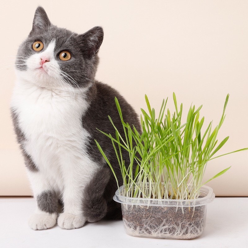 Bộ kít trồng cỏ mèo hạt yến mạch (gồm hộp