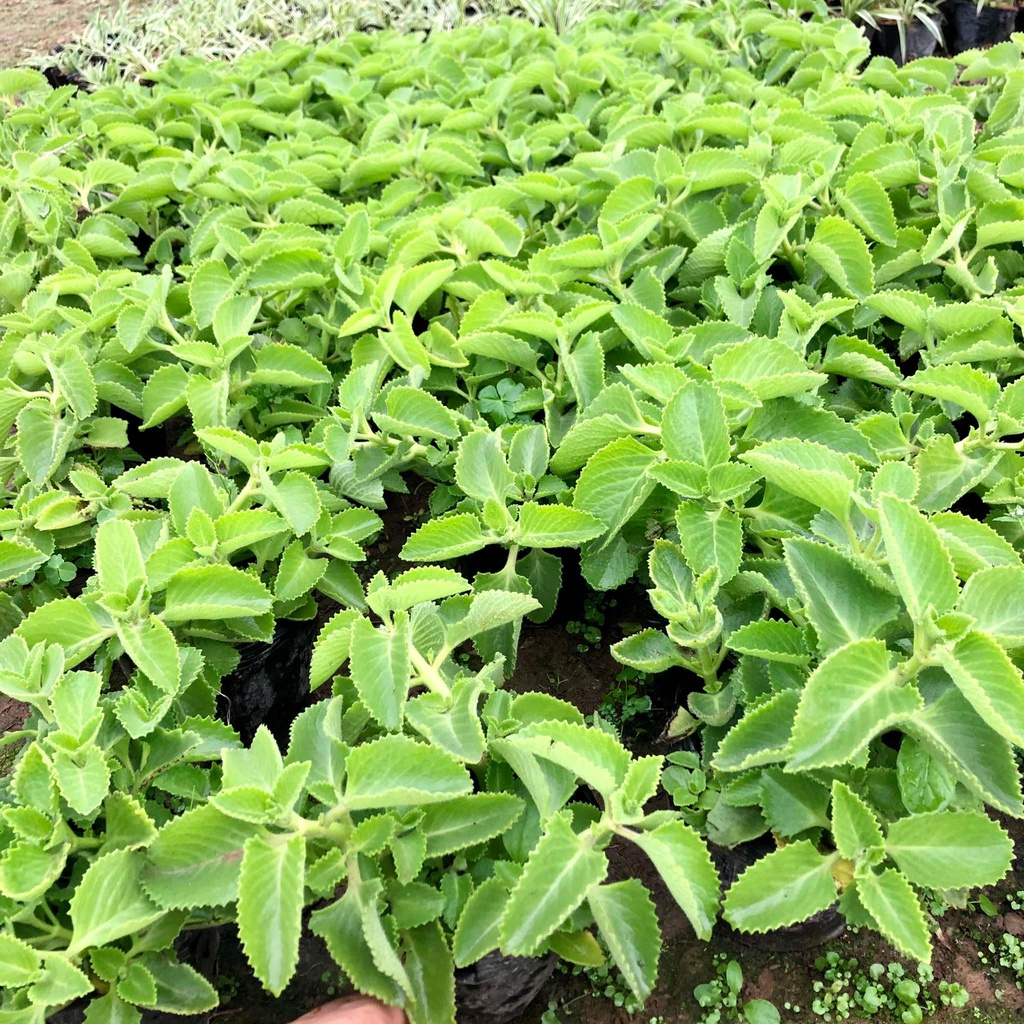 [Chỉ Giao Miền Bắc] Cây húng chanh - Than duoc chua ho cam sốt ( Ảnh thật)
