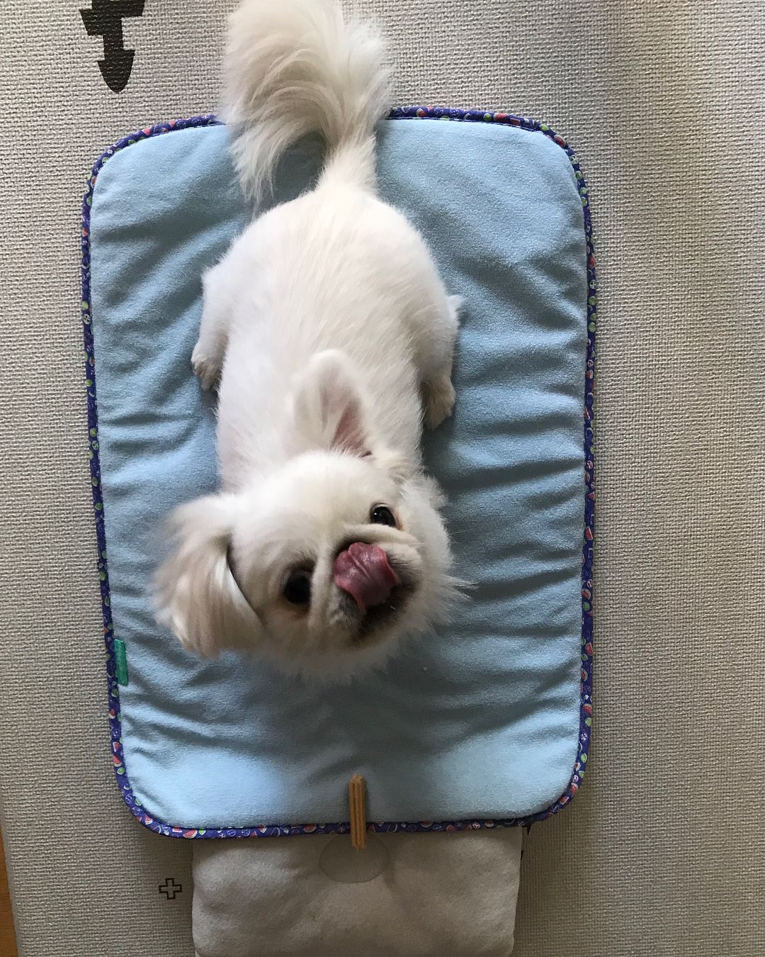 HCM] Thảm dành cho thú cưng mùa hè - DoggyMan
