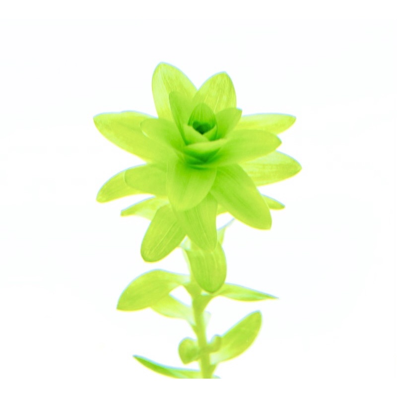 Tonina “Fluviatilis” - Cây Tonia - Cây Thuỷ Sinh
