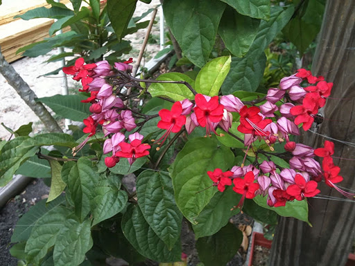 [Cây giống hoa] Ngọc Nữ Đỏ - Trang Flowers