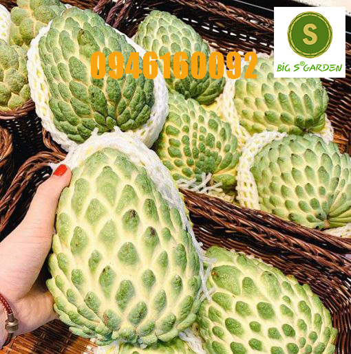 Cây Giống Na Sầu Riêng Đài Loan