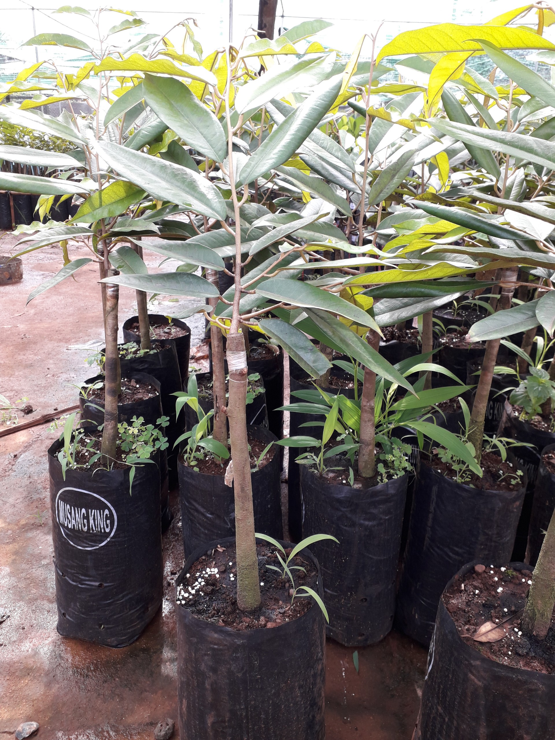 CÂY GIỐNG SẦU RIÊNG MUSSANG KING GỐC TO - GHÉP 3 NĂM  CÂY ĐẸP CHUẨN