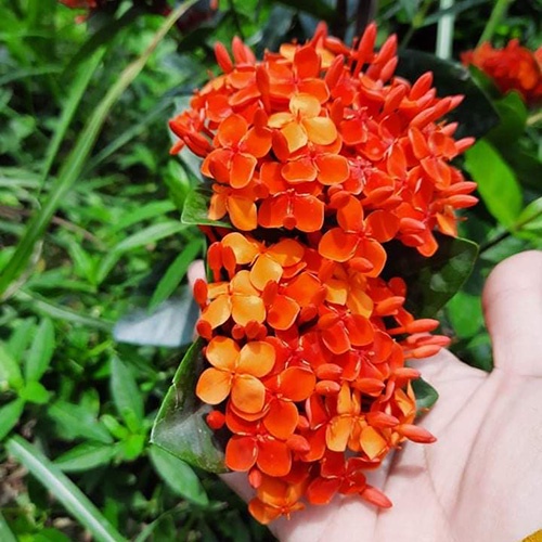 1 chậu cây giống Hoa Mẫu đơn rừng màu cà rốt, đơn ta màu cà rốt- hoa trang rừng