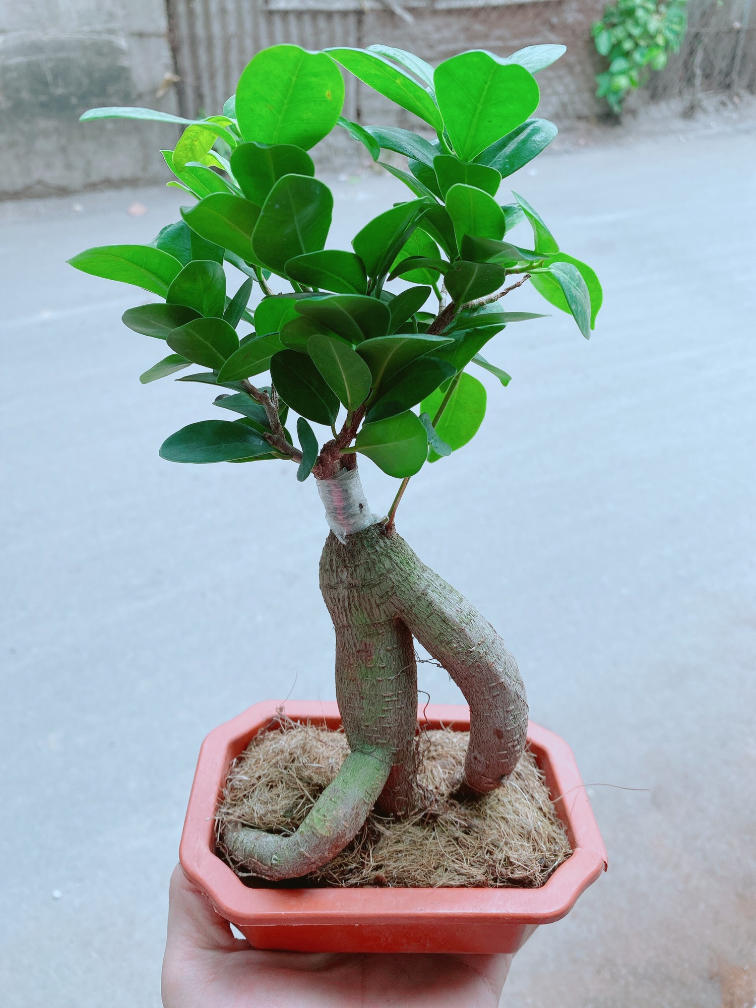 [HCM]Chậu cây si bonsai