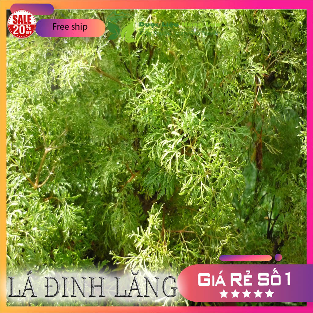 [FreeshipMAX] [HCM]Lá Đinh Lăng khô 1kg