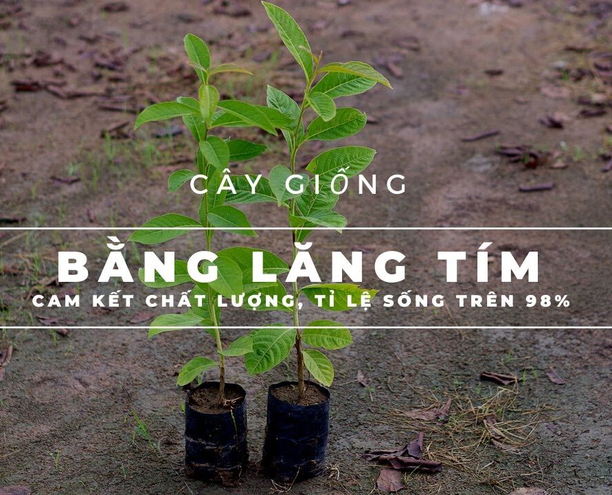 Giống Cây Hoa Bằng Lăng Tím, Cây Cao 40-50cm
