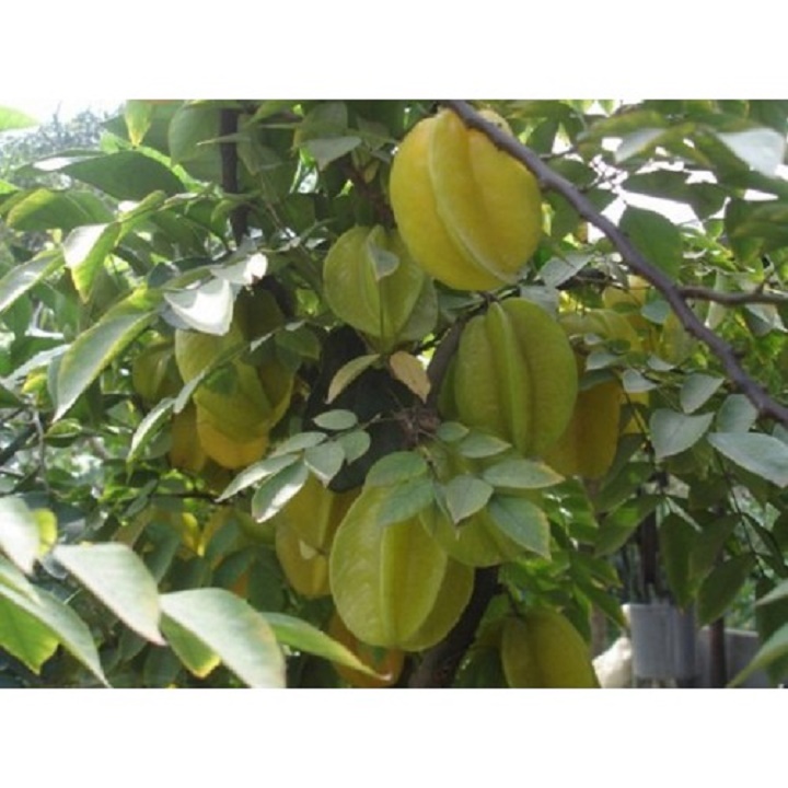 CÂY GIỐNG CÂY KHẾ CHUA, QUẢ SỚM, SIÊU QUẢ
