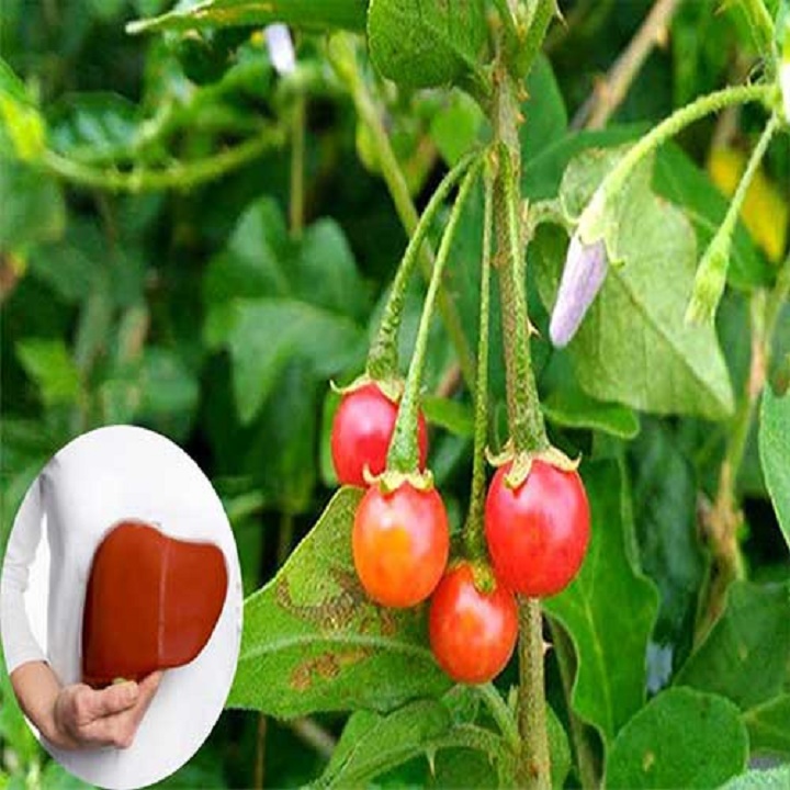 CÂY GIỐNG CÀ GAI LEO SIÊU TỐT