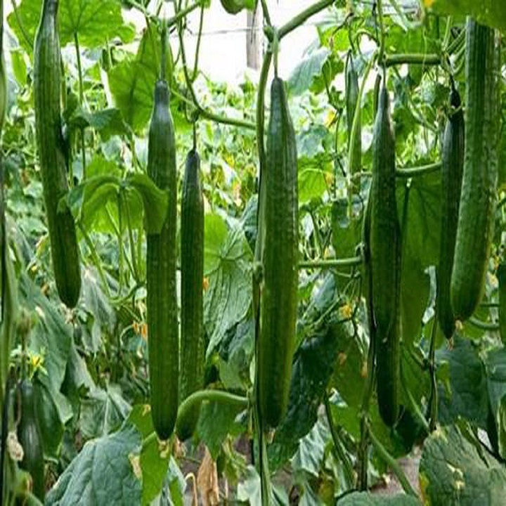 Hạt giống Dưa Chuột Nhật F1