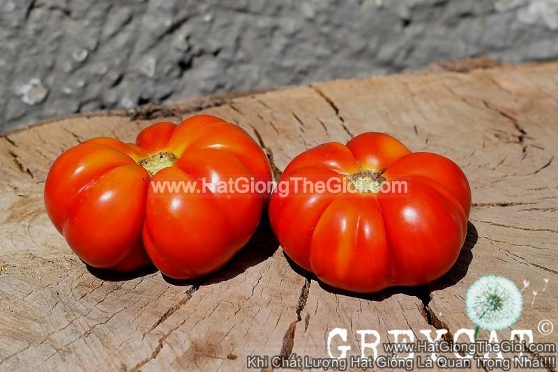 20h Hạt Giống Cà Chua Quả Bí Floren (A2.101| C4*W62*M229)