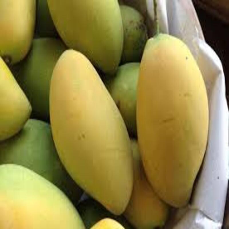 Cây giống xoài cát Hòa lộc