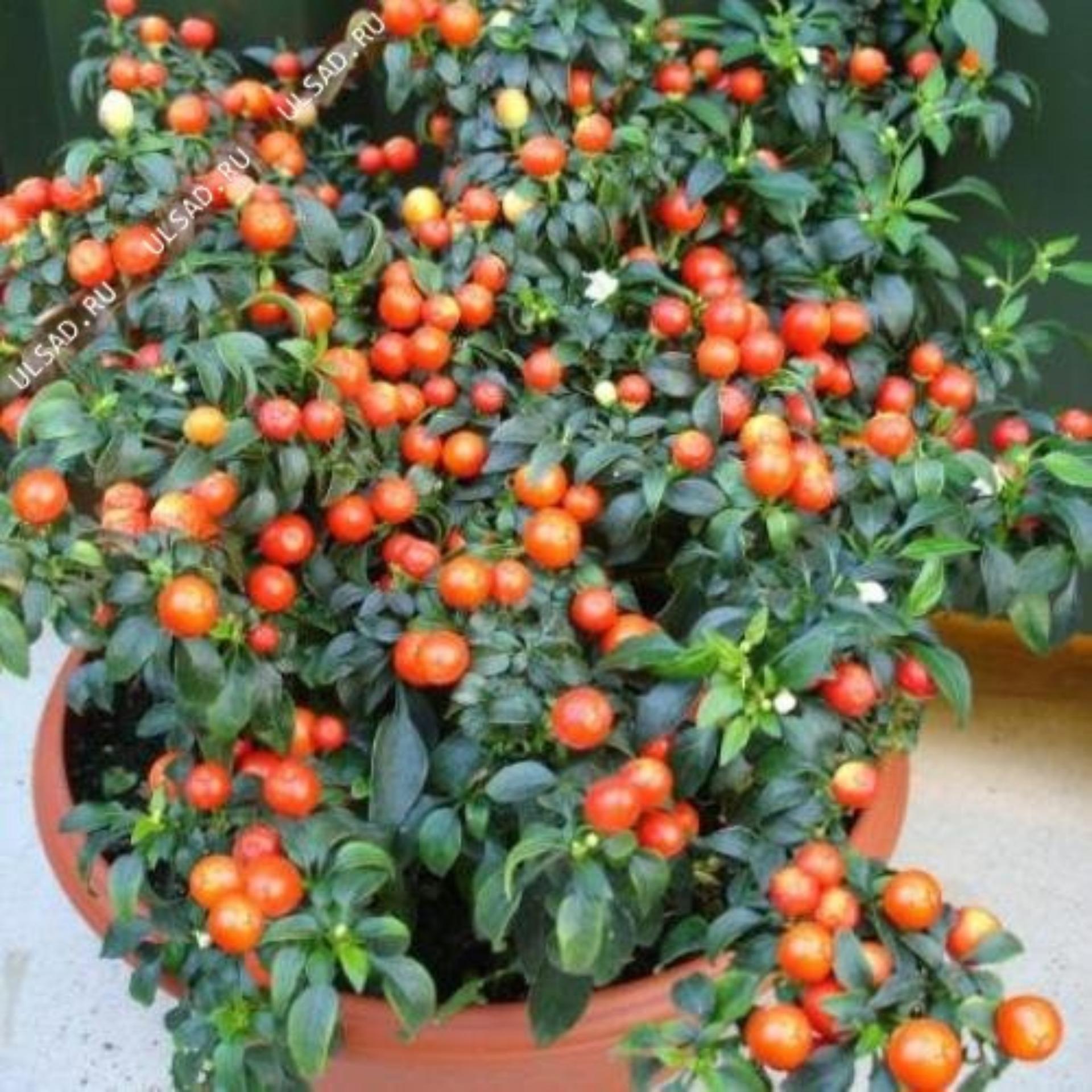 10 Hạt giống Ớt kiểng tròn (tặng Kích nẩy mầm, Hướng dẫn ươm)