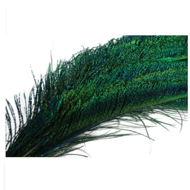 Lông Công RIA 25- 30cm trang trí ,chiêu tài phong thủy (5 lông)