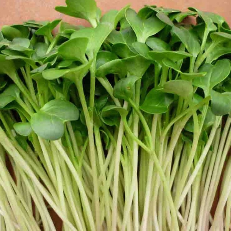 Hạt giống rau mầm cải thìa (50 gam) (482.F1)