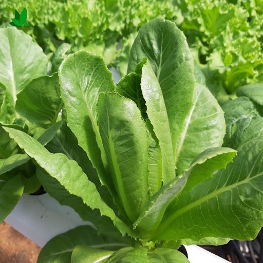 Xà lách Romaine (2g)