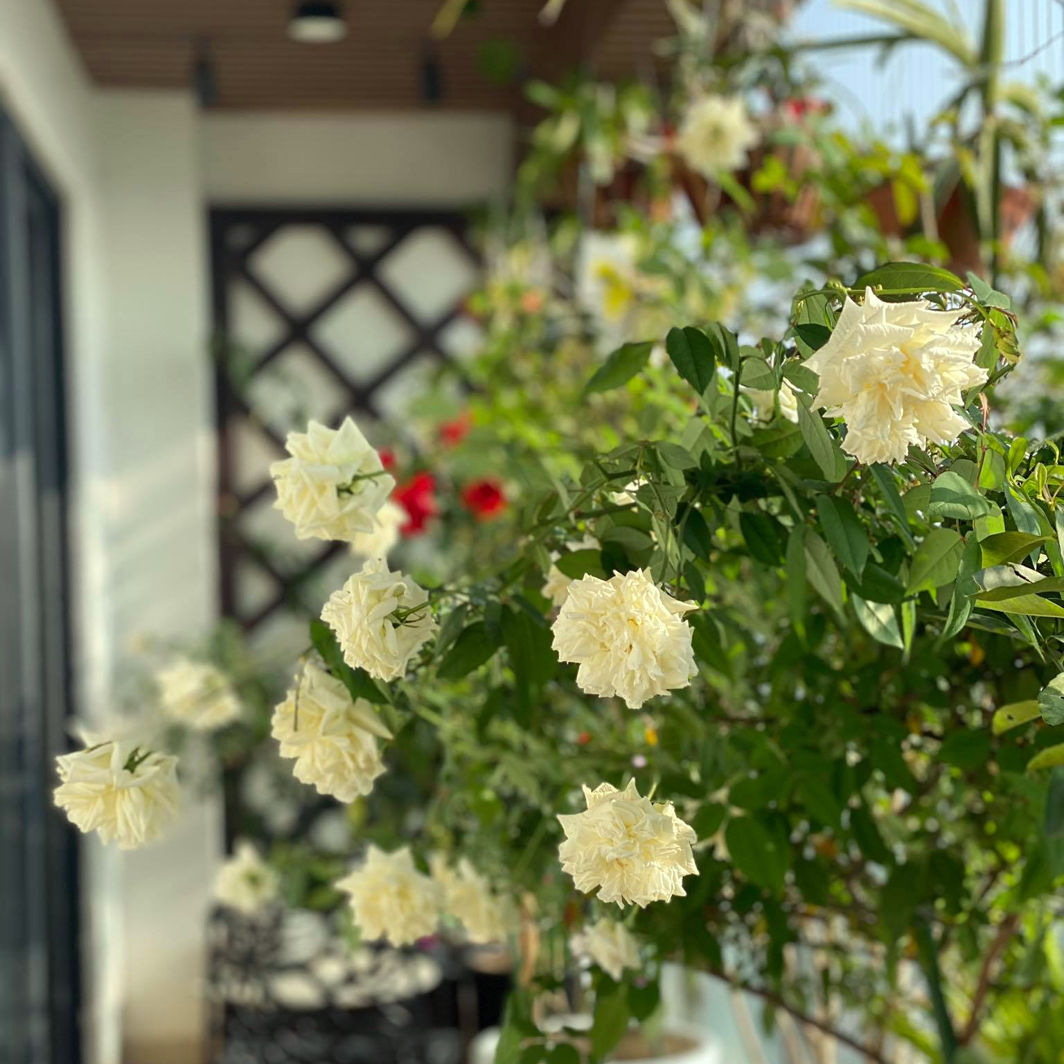 Combo bộ phân bón hoa hồng SOF