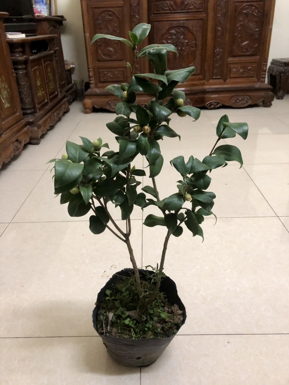 Cây hoa trà my size trung cao 40-50cm (Ảnh thật số 2)