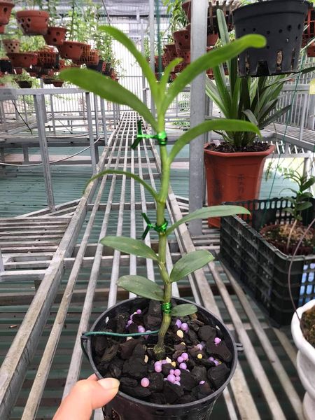 Hoa lan phi điệp - cửu long cao phong(cao 15cm,thuần chậu)