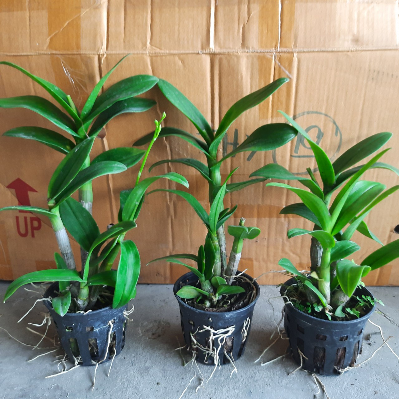 HOA LAN DEN LAI CAT BẠCH TUYẾT