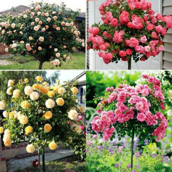 Combo 03 Gốc Hoa Hồng Thân Gỗ